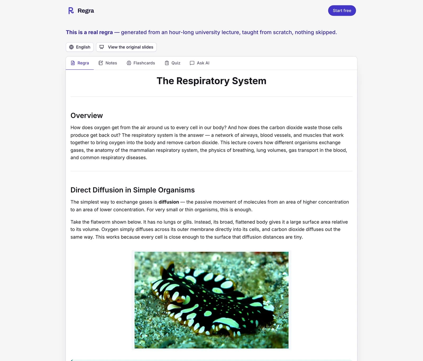 The sample regra, open at its Regra tab: the Respiratory System lecture taught step by step from scratch, a menu to read it in another language, a button to view the original slides, and tabs for Notes, Flashcards, Quiz, and Ask Reggie.